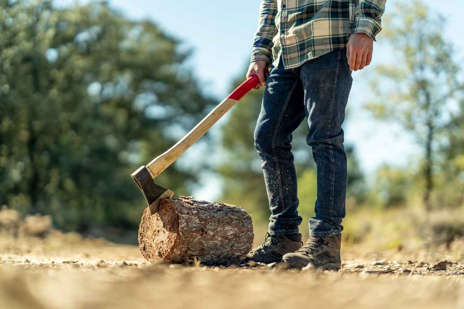 Tree Removal for Businesses in Paoli, PA